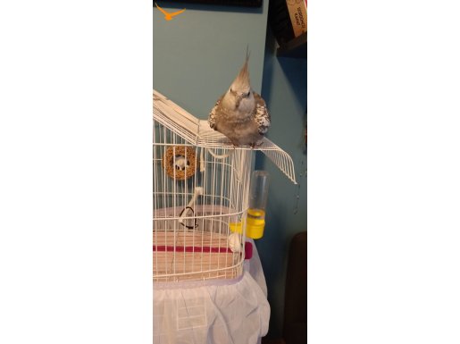 Sevimli erkek sultan papağanı