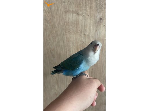 EL BESLEME OYUN HAMURU SEVDA PAPAĞANI MUTASYON