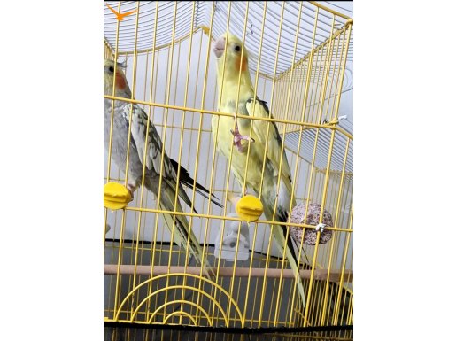 Çift acil sahiplendirelecektir 