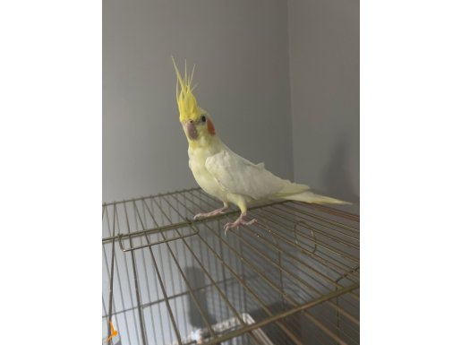 Dişi sultan ve kafes