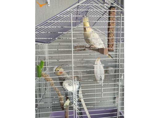 2 adet yetişkin sultan 