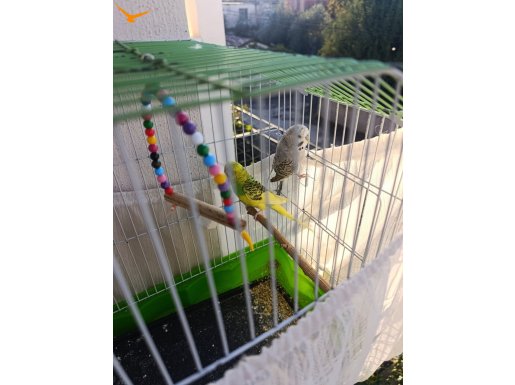 Yavru muhabbet kuşu 
