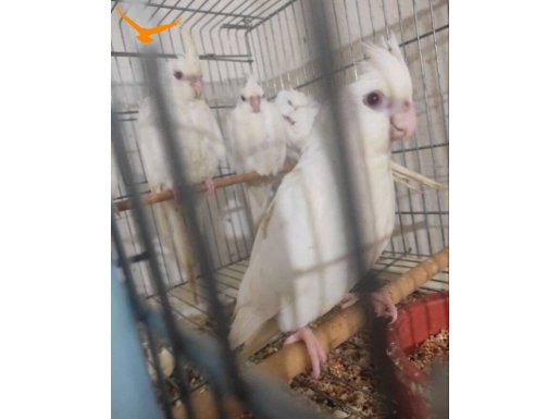 Sultan papağan albino beyaz yavruları