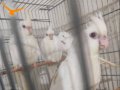 Sultan papağan albino beyaz yavruları