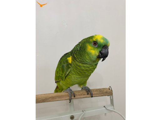 FULL EVCİL VE KONUŞAN İNSAN CANLISI BLUEFRONT AMAZON