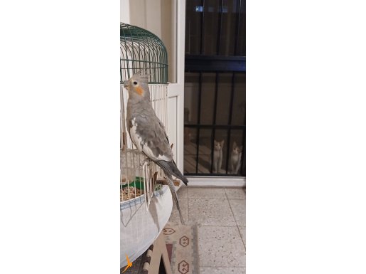 Sultan Papağanı erkek 