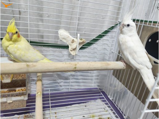 Düzenli yumurta veren Albino-Lutino takım