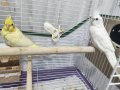 Düzenli yumurta veren Albino-Lutino takım