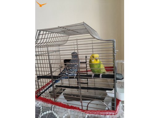 Sağlıklı dinç kuşlar Kafes ile birlikte verilecektir.