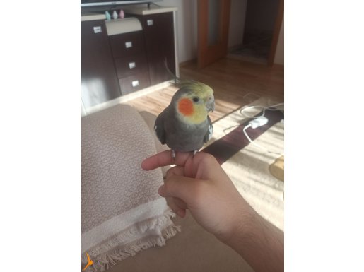 Evcil erkek Sultan papağanı