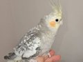 Konuşan,  parmağına gelen, başını sevdiren eğitimli 