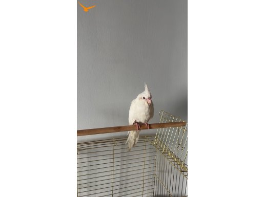 70 günlük albino sultan papaganı