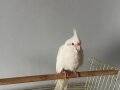 70 günlük albino sultan papaganı