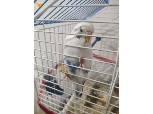 Kedi aldığım için bakamıyorum alana hayırlı olsun 