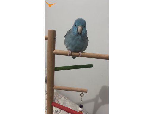 Sevimli 2adet çift forpus cep papağanı 