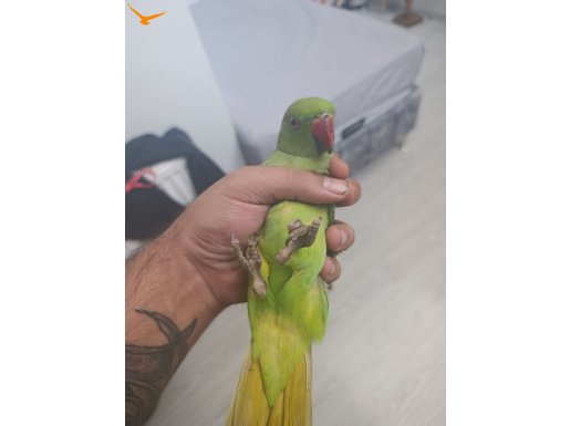 İSKENDER PAPAGAN-5 AYLİK 2 ERKEK 