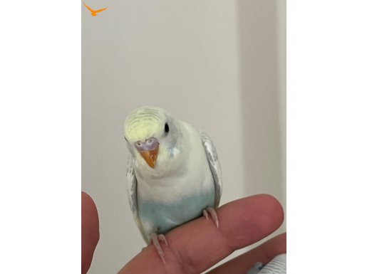 Sağlıklı Muhabbet Kuşları