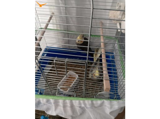 Sultan Papağanı Çiftleri