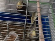 Sultan Papağanı Çiftleri