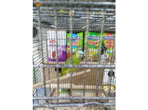 BEBEK AMAZON BLUE FRONT 