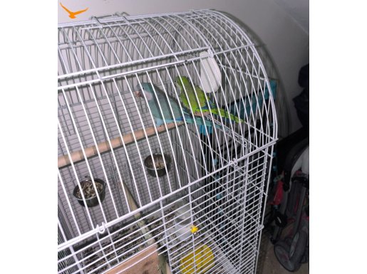 Çift Olarak Verecegim Monk Papaganı