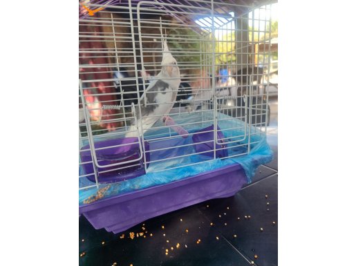 Wifi muhabbet kuşu 2 yaşında konuşuyor 