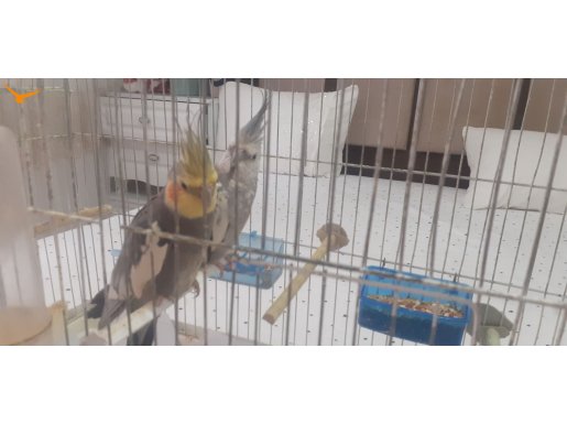 Ev Üretimi Sağlıklı Dişi-Erkek Sultan Papağanlari 