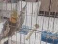 Ev Üretimi Sağlıklı Dişi-Erkek Sultan Papağanlari 