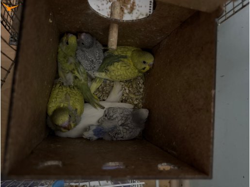 5 yavrulu çift muhabbet kuşu iki bin tl istiyorum