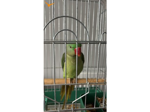 Alexander Papağanı (İskender Papağanı) 