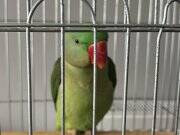 Alexander Papağanı (İskender Papağanı) 