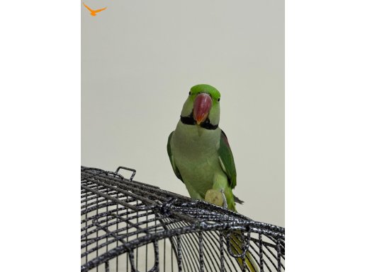 3 Yaşında Erkek Alexander Papağanı