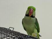 3 Yaşında Erkek Alexander Papağanı