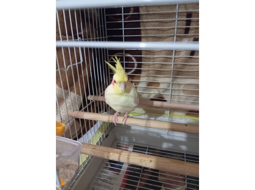 Kırmızı göz sultan papağanı 