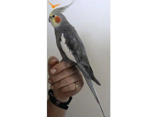 SULTAN PAPAĞANI ACİLL