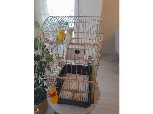 2 Adet 3-6 ay arası muhabbet kuşu