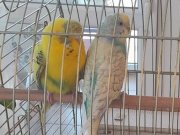 2 Adet 3-6 ay arası muhabbet kuşu