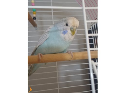 istanbul muhabbet kusu