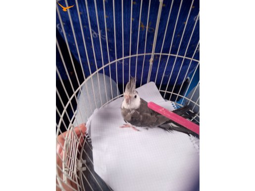 WİFİ SULTAN PAPAĞANI