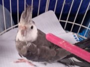 WİFİ SULTAN PAPAĞANI