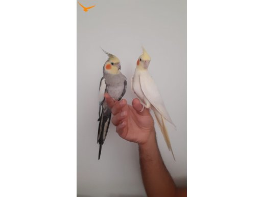 Şarkıcı uysal ve çok akıllı