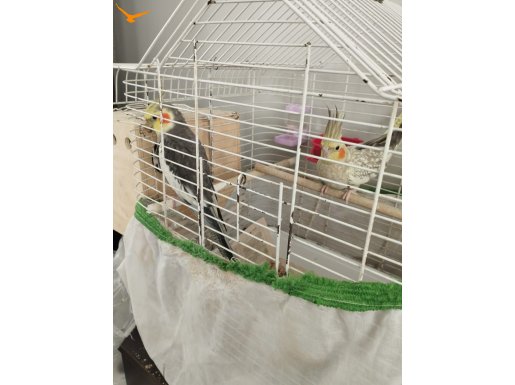 Güzel bir çift erkeği evcil