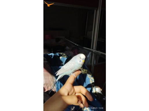 Ele gelen muhabbet kuşları