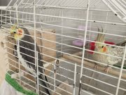 Güzel bir çift erkeği evcil