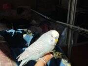 Ele gelen muhabbet kuşları