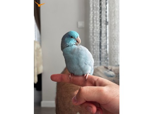 FORPUS PAPAĞANI 5 AYLIK