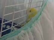 Artık ihtiyacım yok ve kafes ile birlikte 