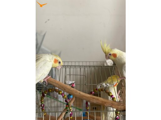 Isırmaz konuşan sultanlar