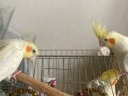 Isırmaz konuşan sultanlar