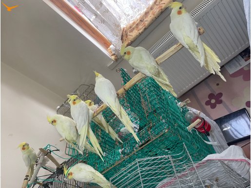 Ankara sultan papağanı cift ve tek